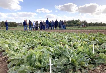 Depuis 1994, la station expérimentale de l'Apef travaille pour les producteurs d'endives de la plantation au conditionnement, du champ au hangar. 