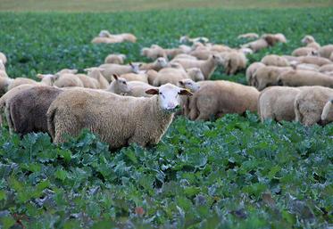 Si le pâturage est bien conduit, il n’y a aucune perte de rendement.