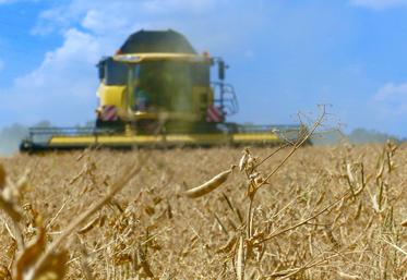 Les pois d’hiver comme de printemps sont la bonne surprise, avec des parcelles  à 60 qx/ha