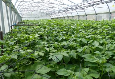 Les coûts de production, de collecte et de distribution des plants de pommes  de terre ont explosé. 