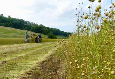 L’arrachage des parcelles de lin se poursuit dans la Somme. 