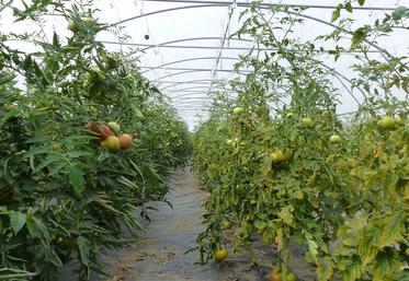 La réglementation provoquait déclassements et pertes économiques associées, encombrement du marché de la tomate  française et impossibilité de valoriser le produit cultivé en bio sur les marchés européens. 