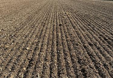 Parcelle lin d'hiver semé le 10-10-2023, secteur Montdidier.