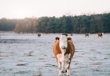 Dans les années à venir, les dates d’arrêt de la pousse avant l’hiver et de reprise au printemps seront sans doute plus aléatoires. 