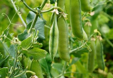 Comme la bio en général, les légumes d’industrie souffrent de la crise. Mais des indicateurs laissent penser qu’il y a un avenir. 