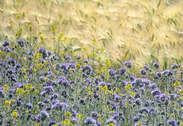 La valorisation des ZNT par des couverts mellifères a montré des résultats sur les pollinisateurs, notamment  en Hauts-de-France.  