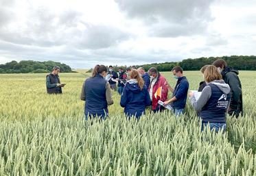 Visite des essais blé sur blé à Villers-Bocage, le 25 juin.