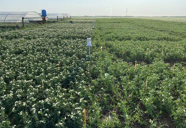 Plateforme d’essai à Berny-en-Santerre : deux variétés testées. 