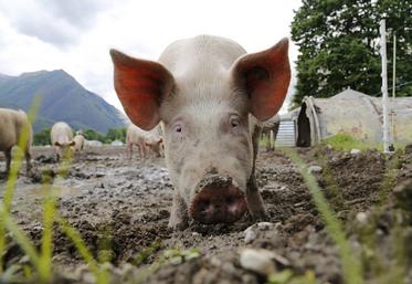 Selon la coopération agricole, la production porcine bio représente 30 à 40 % de volume en trop. 