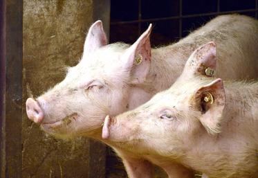 La France compte 14 000 élevages porcins, dont 5 300 en Bretagne. 