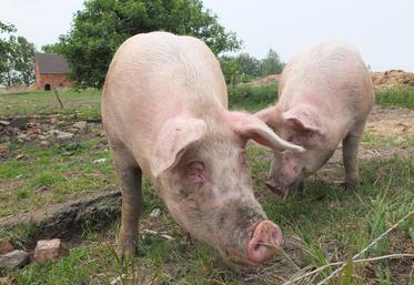 élevage porcin et PPA