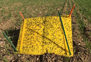L’observation en parcelle est un des leviers. Les conseillers de la Chambre d’agriculture de la Somme réalisent un réseau de piégeage des pucerons à l’automne. 