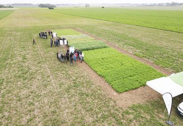 Plateforme d’essais nouvelles cultures soja, lentilles, pois cassés ou chiches, lupin, tournesol à Woignarue (80).