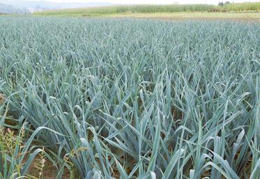 Les poireaux, de bonne qualité malgré un petit calibre, devraient être  correctement valorisés. 