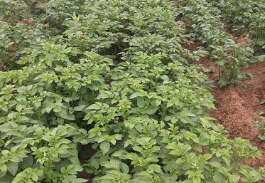 Rangées d’une culture de pommes de terre.