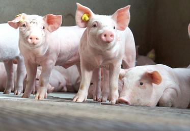La hausse des prix du porc est due au manque d’offre en sortie des élevages. 