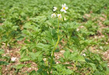 pommes de terre surfaces