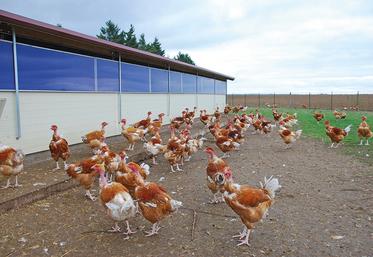 La viande de poulet est la volaille plébiscitée par les consommateurs  français. Sur près de 30 kg de volaille consommée par an et par personne,  21 kg concernent le poulet.