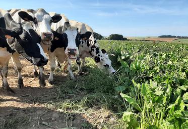 Consommer des betteraves fourragères à même le champ ? Les vaches laitières  de l’EARL du Haut-Buisson aiment visiblement cela. 