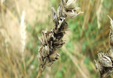 La carie du blé provoque d’importantes pertes de rendements et une forte détérioration de la qualité sanitaire des récoltes.  