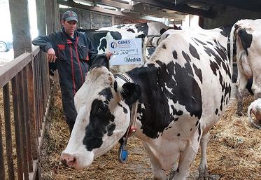 La solution Médria proposée par Gènes diffusion à ses adhérents offre une multitude de services en matière de reproduction, santé, alimentation, bien-être et vêlage.