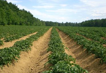 Pour bénéficier du FMSE en cas de problème sanitaire, l’intégralité de ses surfaces de pommes de terre plantées en 2023 (hors production de plants certifiés) doit être déclarée le 30 juin 2023 au plus tard. 