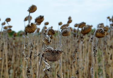 L’observation des plantes est indispensable pour déterminer le stade optimal. 