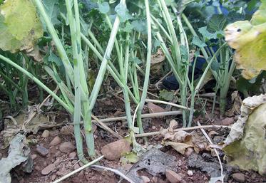 Retrouvez sur www.terresinovia.fr l’outil «régulateur automne colza» pour vous aider à estimer le risque. 