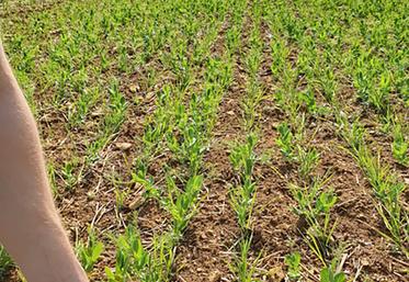 Le retour d’un pois ou d’une féverole dans une rotation nécessite 5 à 6 ans afin  de limiter les risques sanitaires. 