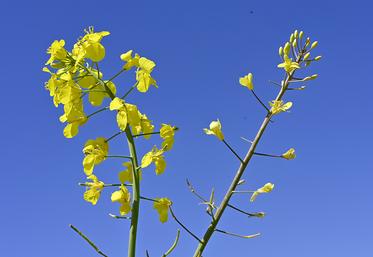 Plante normale à gauche et plante carencée en soufre à droite. 
