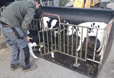 Le transport des veaux est réalisé en toute sécurité, sans stress pour l’éleveur et l’animal.