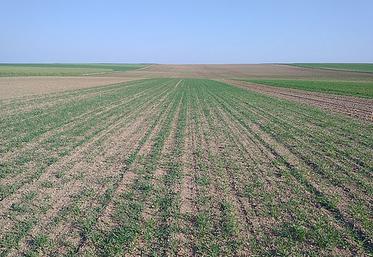 Les premiers résultats de l’utilisation de plantes compagnes sont prometteurs mais l’itinéraire technique reste à affiner pour limiter la concurrence avec la betterave. 