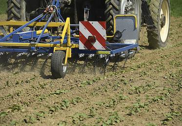 Un échec lors du désherbage peut compromettre la récolte de la parcelle  étant donné que la betterave est particulièrement sensible à la concurrence  des adventices depuis la levée jusqu’au stade de couverture du sol. 