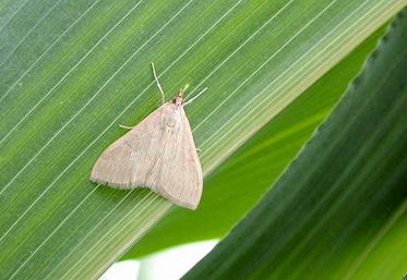 La pyrale est particulièrement présente dans la Somme. 