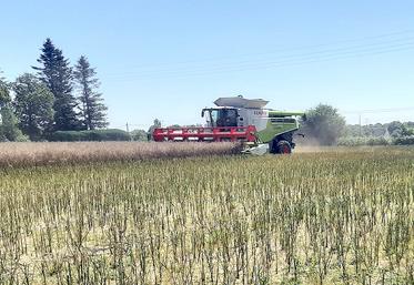 Les premières bennes de colza sont au-delà de 35 qx. 