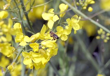 Zéro résidu de clothianidine et de thiaméthoxame (NNI) devrait être imposé pour les produits importés en Europe. 