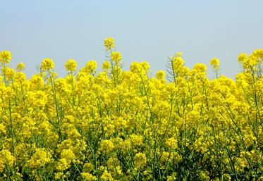 colza
