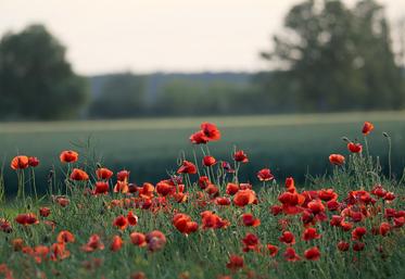 Marc Fesneau estime que seule la dérogation à la BCAE 8 (jachères) devrait être prolongée pour couvrir les besoins de production. 