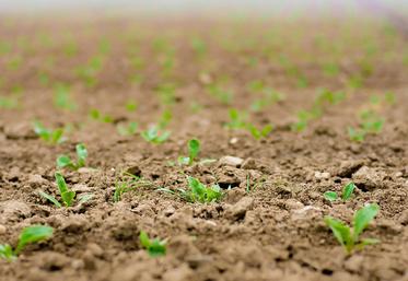 Aucune alternative aux néonicotinoïdes n’a encore été trouvée pour lutter contre la jaunisse. Une nouvelle dérogation pour les semis 2022 devrait être accordée.