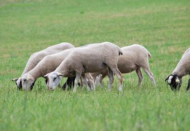 Au printemps, il est conseillé de synchroniser les agnelles pour assurer leur fertilité.