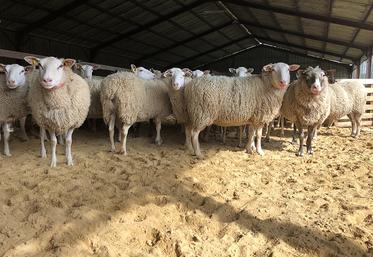 Les brebis sur dolomie présentent deux fois moins de boiteries que sur la paille.