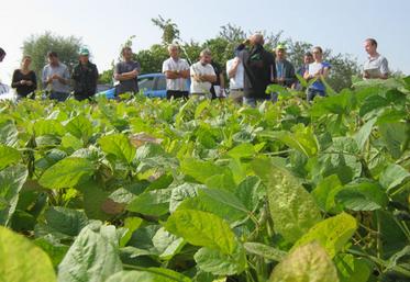 Visite d’essais sur le soja : le soja est-il adapté à nos régions ?