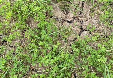 Sol craquelé et légumineuses