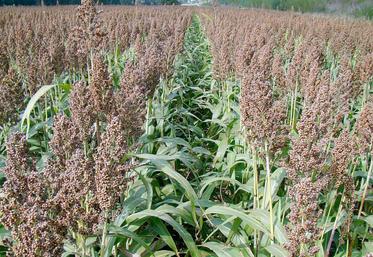 Le sorgho présente une diversité physiologique qui permet de prétendre à différents débouchés et différents usages. 