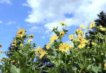 Les fleurs de la silphie sont grandes (6-8 cm) et ont besoin de lumière pour se développer. 