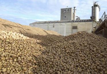 pommes de terre fécule