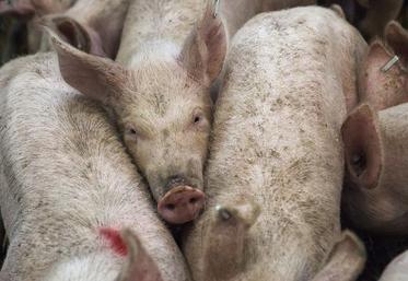 élevage porcin interprofession