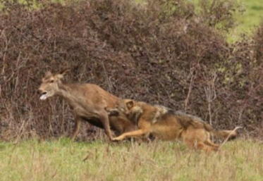 loup forêt Saint-Gobain