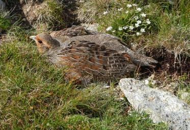 perdrix grise des Pyrénées