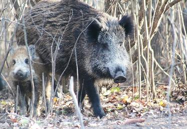 PPA et sangliers Italie